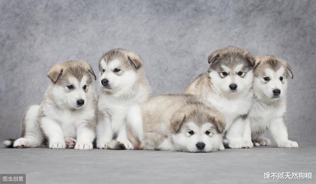 不会挑“幼犬”怎么办？学会这五招，教你挑一只健康的狗狗