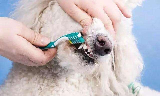 如何判断泰迪犬老了没？狗年龄的对照表，你家狗狗多大了呢？