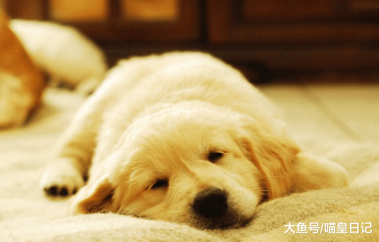 狗狗可以长期待在室内吗? 网友: 只有不负责任的主人才会这样做!