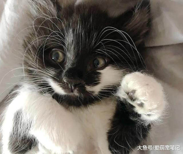 小猫从险境被救后，结果养成了与主人拥抱的习惯，感恩方式好暖心