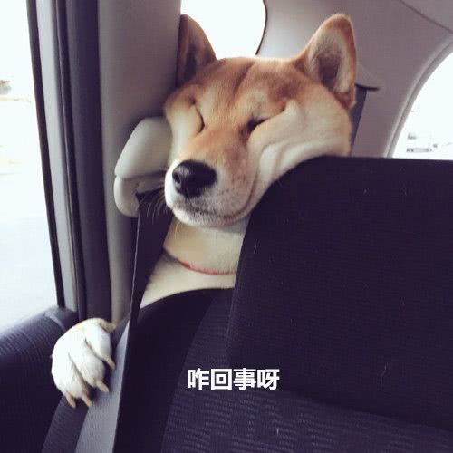 主人带狗狗自驾游，开车途中突然感觉不对劲，回头一看说不出话！