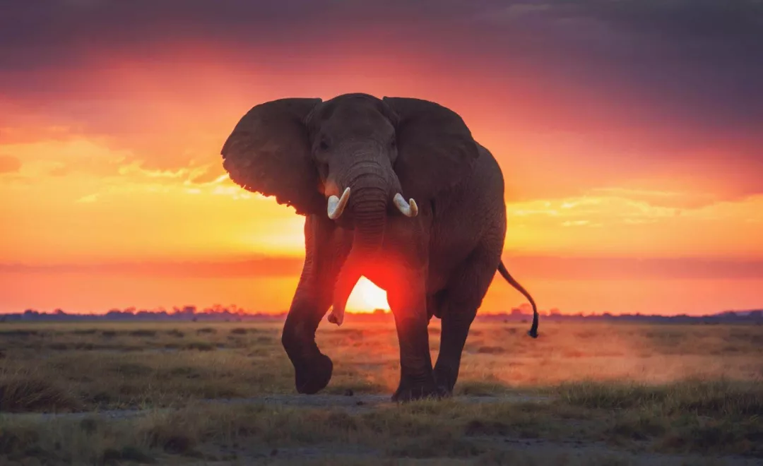 遭遇肯尼亚（一）跟着肖戈拍大象