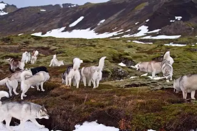 哈士奇“三世同堂”共计20只，主人平时的日常是这样的