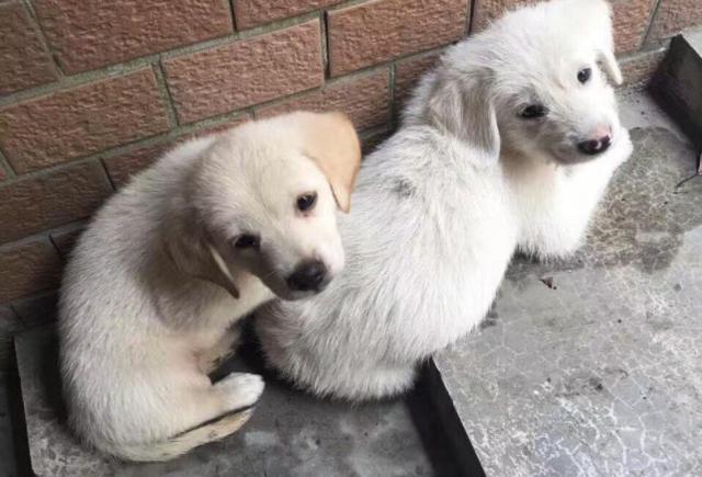 铲屎官救回幼犬后耐心照料，学会四点饲养技巧后成功将其带大