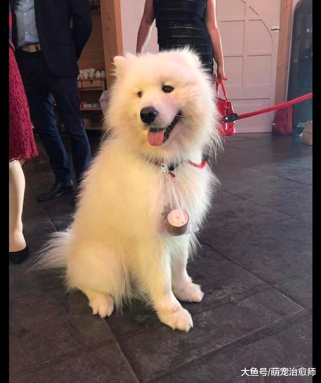 本打算让萨摩耶送婚戒，它却跑到泥坑里去玩，婚礼差点搞砸了！