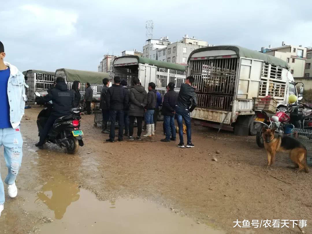 狗市: 肉狗商贩转卖肉狗价格翻数倍, 卖不出去也不亏!