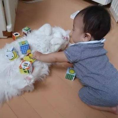 猫咪见小主人写作业，主动选择陪伴，最后被书本催眠了！