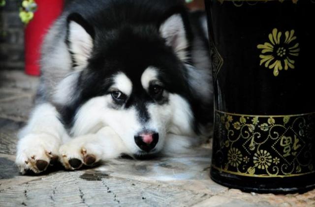 辟谣，不少大型犬其实比小型犬更温顺，却因体型常年遭误解