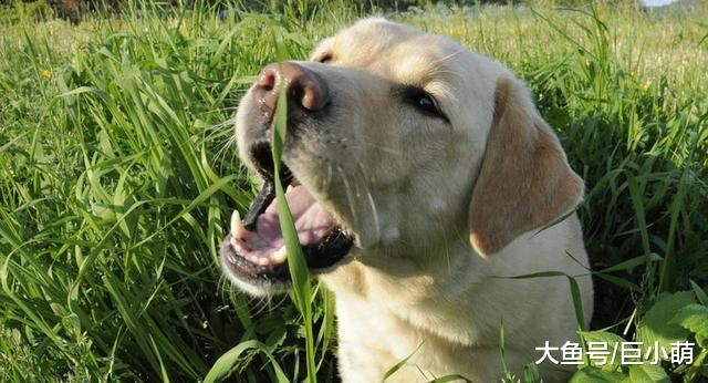 狗狗肠胃不舒服，不只是吃错东西，可能是这7个原因