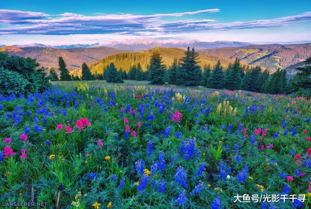 路边的野花你不要采，有了这些摄影技巧，我们可以完美拍摄下来