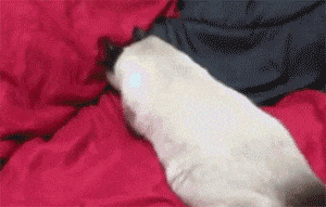 喵星人是最容易發生意外的“高危物種”