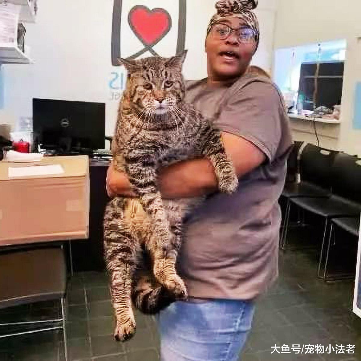 流浪猫因外形过大，无人愿意收养，看它眼神后，心像被针扎一样痛