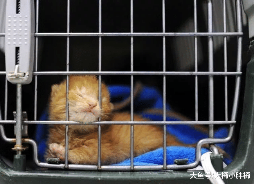 小猫在大火中生死未卜，小男孩不顾众人反对，找来消防员救出小猫