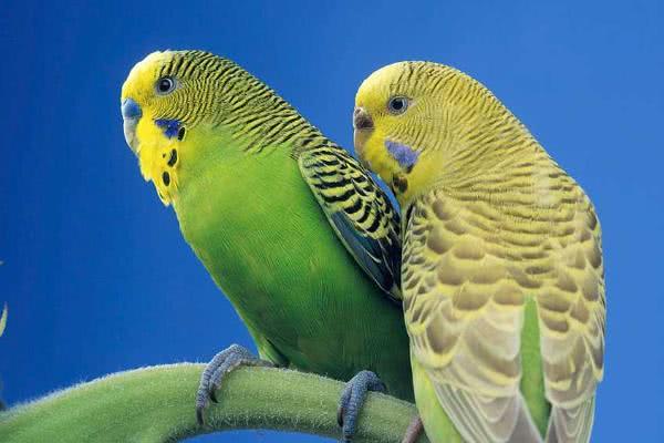 能学人说话的虎皮鹦鹉，该如何去养好它