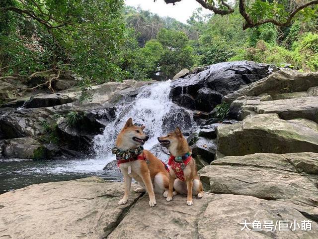 柴犬情侣终成眷侣，结婚照甜死大量网友，每天视频通话维系感情