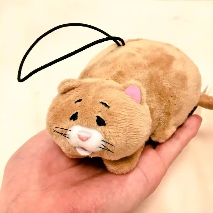 为什么狗可以被带到太空，猫不可以？