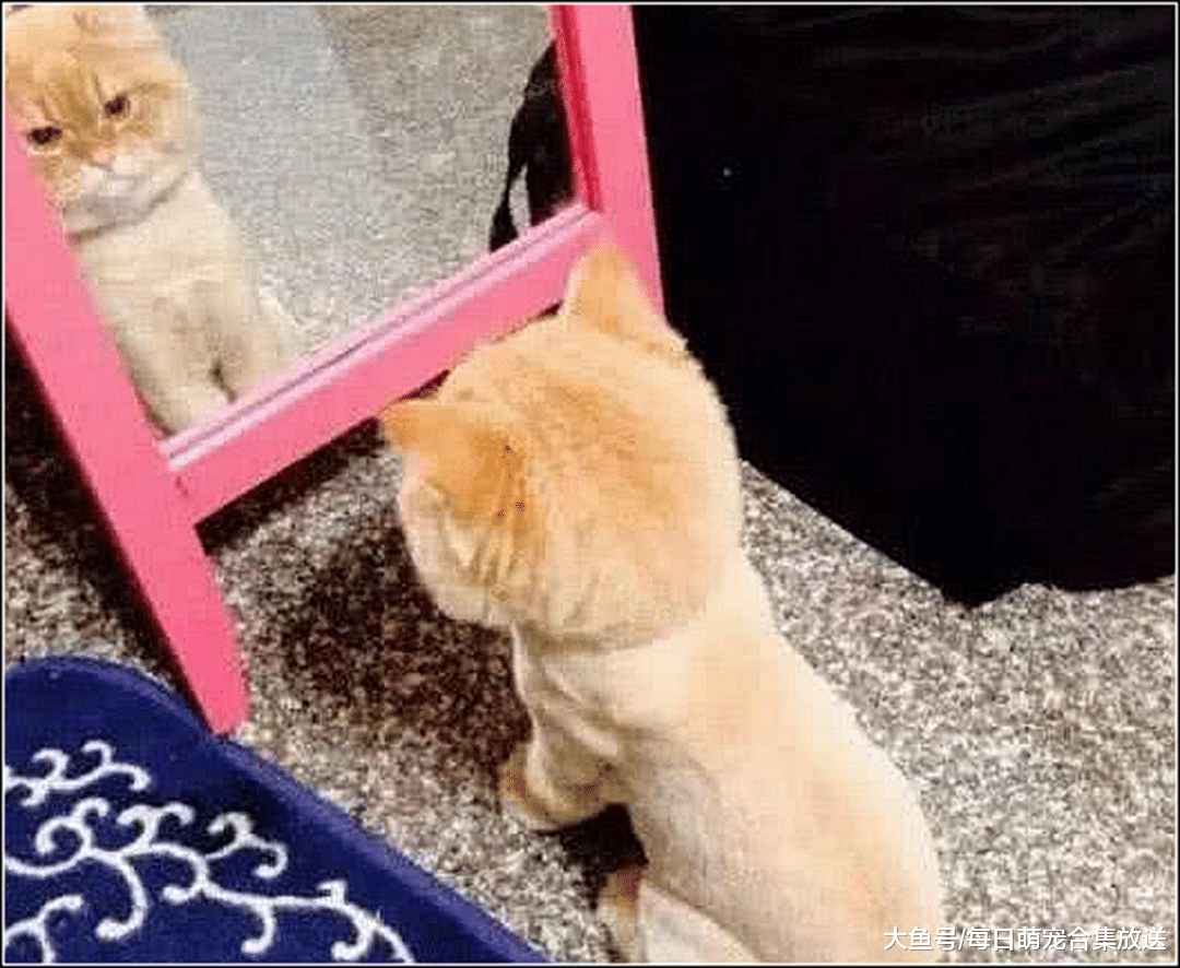 主人给橘猫剪造型，猫咪发现有点不对劲，偷照镜子后直接郁抑了