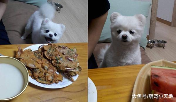 满桌菜没它的份, 博美狗从期待到失落, 泪眼皱眉笑翻网友