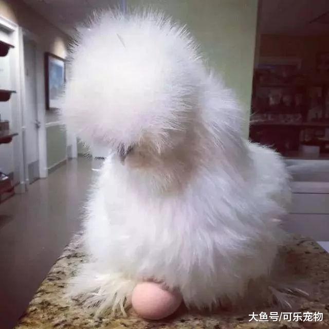 主人为残疾狗狗做了个轮椅，狗子能够重新奔跑，还和乌鸡成了朋友