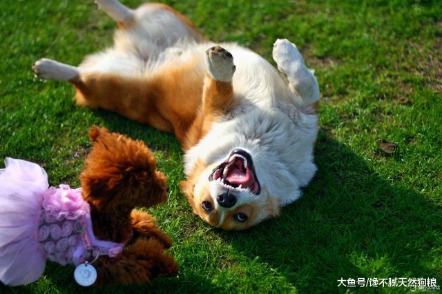 狗狗若有这些行为，其实是在告诉你：它需要你啊！