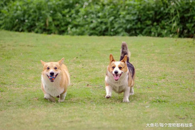 如果多养一只宠物狗，那原住民会有什么态度？你家是哪种呢