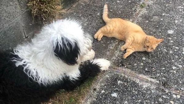 大橘猫每天拦路打劫古牧，抢人家粮，还夺人家床，霸道的很啊！