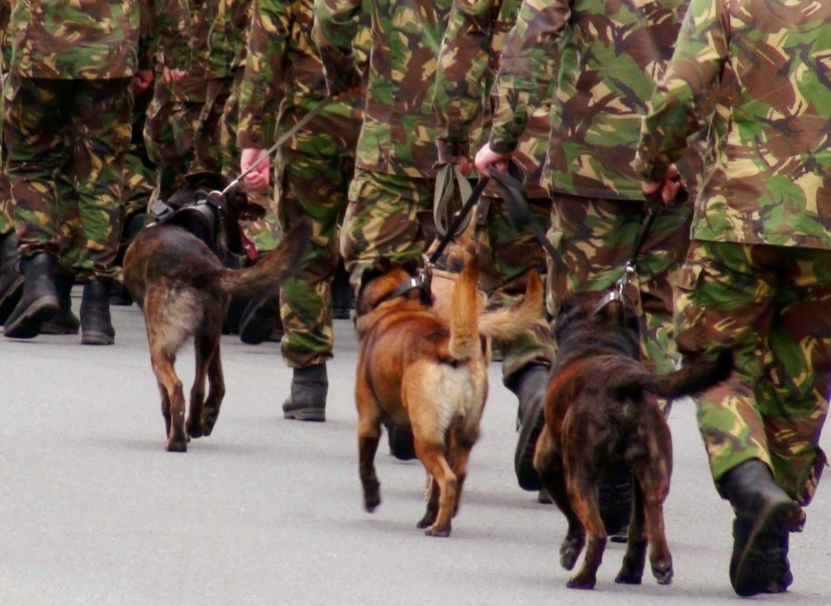 軍犬退役后將何去何從？我國的做法很人性化，美國的做法令人心寒