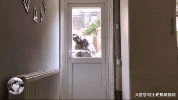 “黑衣人”闯入家中，结果二哈却帮忙带路，还送它离开大门