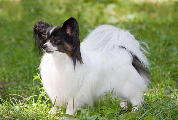 世界上最漂亮狗前十名, 世界上最受欢迎的狗品种!