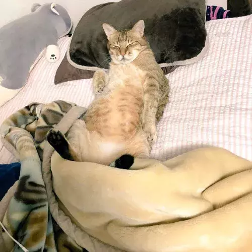 铲屎官下班发现，猫正在枕着自己的枕头，盖着自己的被子睡在自己的床上...