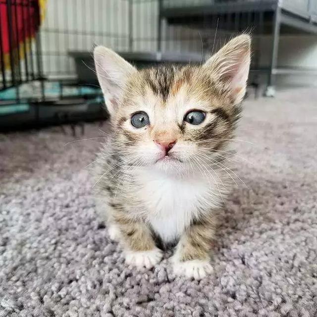 猫咪的眼睛虽然看不见，但是它的可爱依然让它光芒四射