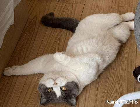 养猫之后难以改掉的四个习惯，既是猫奴的烦恼，也是铲屎官的骄傲