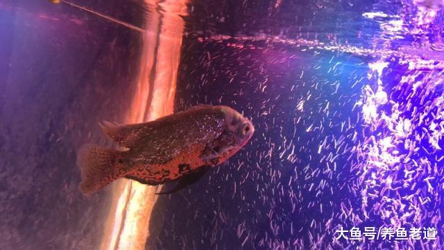 地图鱼也能得上气泡病这又是为什么呢，原因到底在哪？