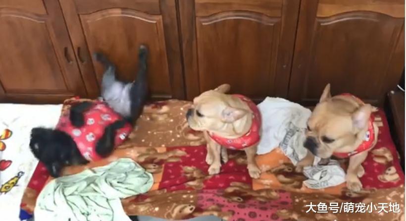 是誰亂尿尿，3只法斗一起翻肚打滾逃避眼神，求主人原諒