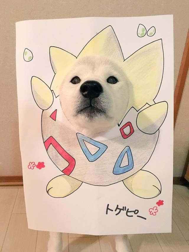 最會玩cosplay的柴犬兄弟，主人手繪服裝讓它們cos神奇寶貝