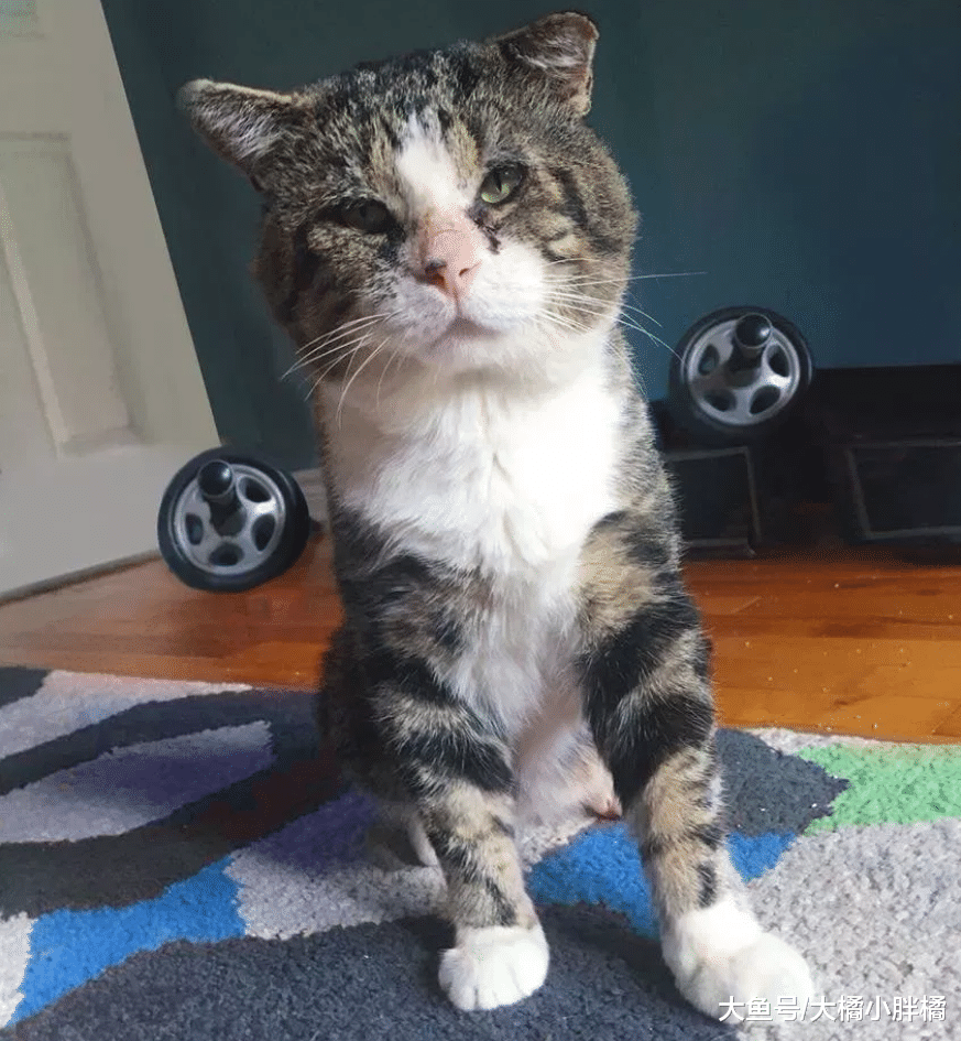 老猫流浪多年害怕人类，却被女孩的温柔打动，生病后再次找到女孩