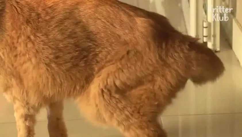 因为爱，这只橘猫爆瘦成一道闪电