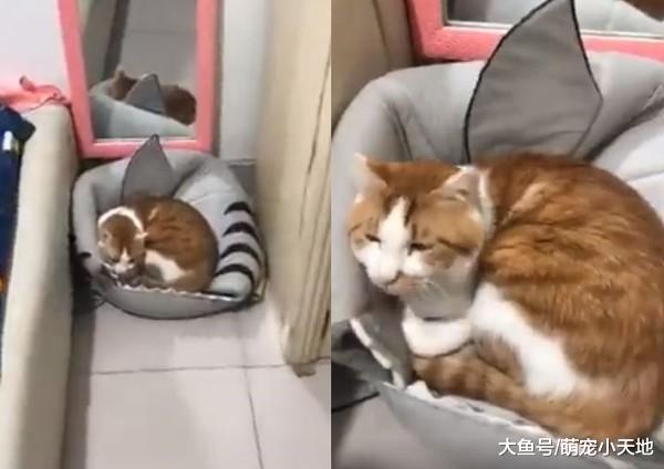 橘猫把鲨鱼造型猫窝给压扁, 饲主紧张用手拨开, 一看里面网友笑坏