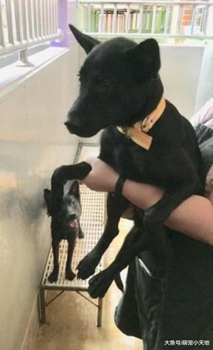 狗狗被丢收容所，惊恐追主人远去背影让人叹：最后同框竟是弃养照