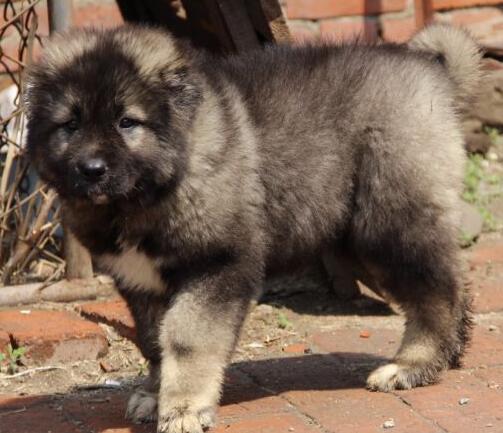 解说人工喂养高加索犬幼犬的方法