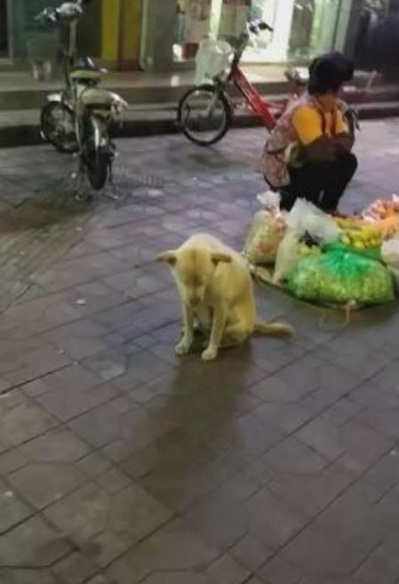 大妈深夜街头摆摊，忠诚狗子安静陪伴，路人走近一看却被逗笑了！