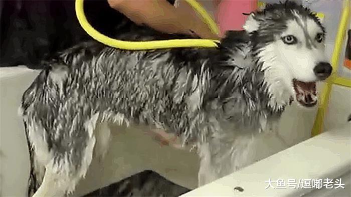 主人给二哈洗澡，二哈却大声的“唱歌”，洗个澡怕什么呢？