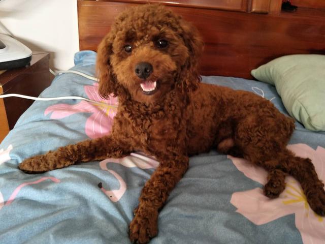 江门江海区礼乐街道乐业二街流沙工业区寻找棕色公泰迪