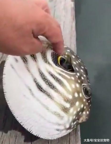 男子钓到一条浑身斑点的鱼，好奇的碰了一下，差点因此没命了