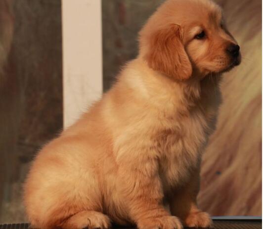 金毛犬对主人的亲和力比较差是怎么回事