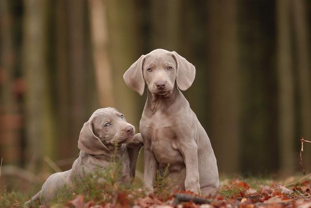 狗狗打喷嚏？可能是表示欢迎，也有可能是有病