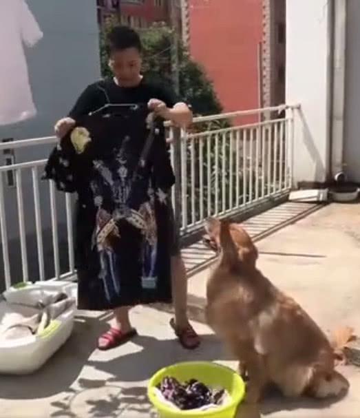 男主人晾衣服狗狗叼来了这个, 男主人: 你知道的太多了!