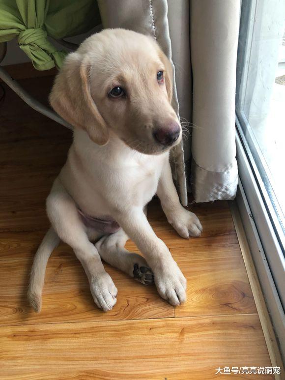 拉布拉多从来不在自己窝里睡，它选的地方都让人想不到