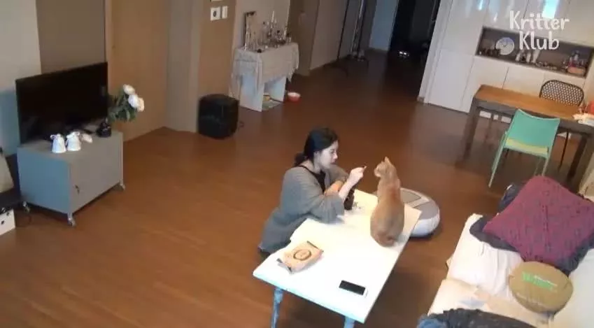 因为爱，这只橘猫爆瘦成一道闪电