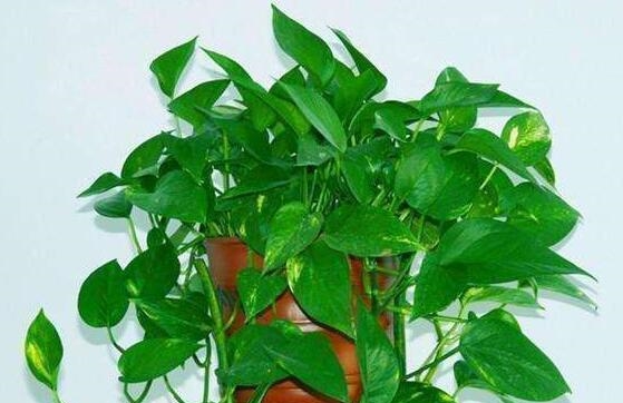 赶紧丢掉错误的除甲醛方法，为了家人的降，选对方法很重要！